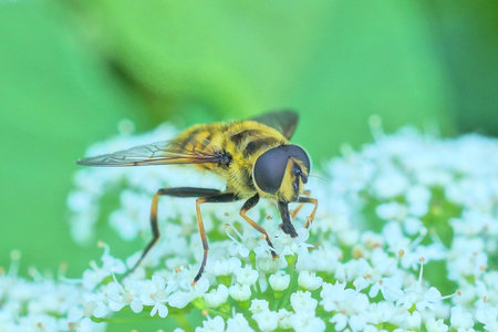 one big striped fly sits on a white flower of a wild plant on a green background in summer nature
