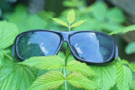 one black plastic sunglasses lies on green leaves and branches of raspberry bush on summer streetの写真素材