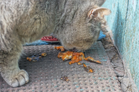 one big gray cat eat red food on brown floor on summer streetの写真素材