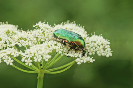 one green bug collect pollen on a white flower on nature in a summer parkの写真素材