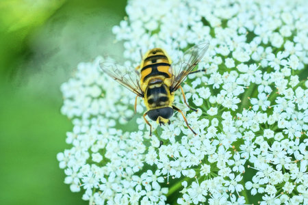 one big striped fly sits on a white flower of a wild plant on a green background in summer nature