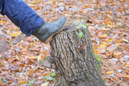 one leg in blue pants and a green rubber boot stands on a gray stump in an autumn forestの写真素材