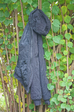One black fabric jacket with a hood hangs on a branch of a bush with green leaves on a summer streetの写真素材
