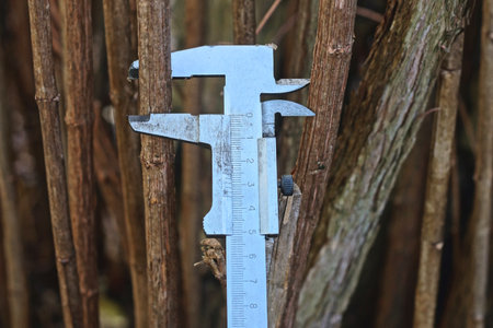 One gray metal caliper measures the diameter brown branch on a bush in nature