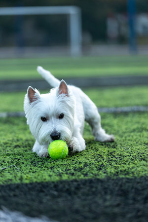 Small West Highland White Terrier dog on a football fieldの写真素材