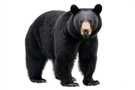 curious black bear stands on all fours, showcasing its thick fur and inquisitive expression as it explores an empty space. The striking black coat captures attention.の素材