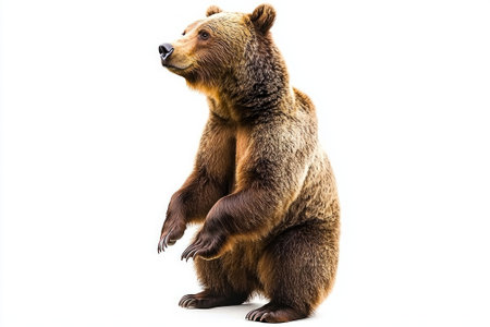magnificent grizzly bear displays its impressive form, rising on its hind legs to reveal powerful paws and a robust build, set against a pristine white background.の素材