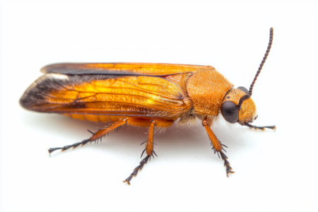 delicate firefly rests in stillness, wings folded neatly as it reveals a soft, glowing abdomen. This enchanting creature shines brightly in contrast to its pure background.の素材