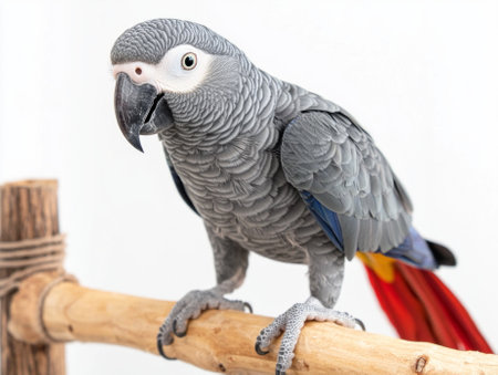 stunning African grey parrot stands elegantly on its perch, displaying its beautifully textured grey feathers and striking red tail against a pristine white background.の素材