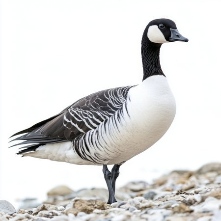barnacle goose, with its distinctive black-and-white head and neck, stands proudly on the shore, highlighting its unique markings and natural beauty in a tranquil setting.の素材