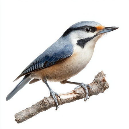 captivating Eurasian nuthatch displays its striking blue-gray plumage and sharp beak while resting on a branch, surrounded by a clean white background.の素材