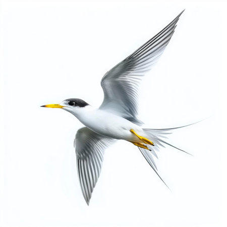 little tern is captured mid-flight, illustrating its pointed wings and forked tail in a striking display. The pristine white background highlights its beauty and agility.の素材