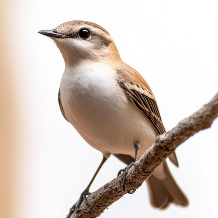 northern wheatear stands elegantly on a branch, showcasing its striking white and brown plumage while the soft white background enhances its beauty and charm.の素材