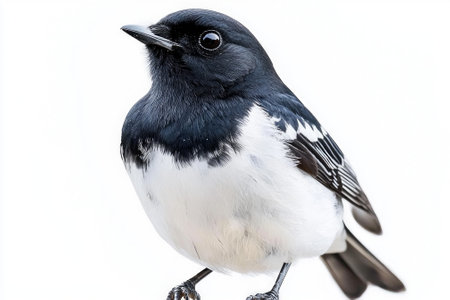 magpie robin perches confidently, displaying its beautiful contrasting black and white plumage, against a crisp, white backdrop, embodying serenity and grace.の素材