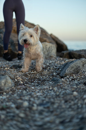 small, fluffy dog explores a rocky beach while its owner walks nearby The sun sets, casting a warm glow over the landscape filled with stones and shellsの写真素材