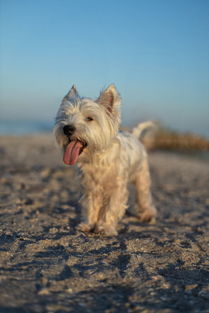 small, fluffy dog explores the sandy beach, happily trotting with its tongue out The bright sky and calm waves create a perfect backdrop for this playful momentの写真素材