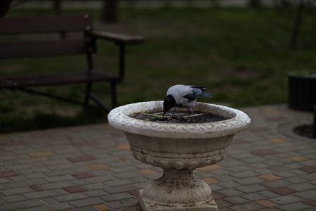 bird is perched at the edge of a decorative stone fountain drinking water on a quiet afternoon in a...