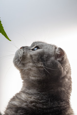 marbled silver Scottish Fold cat gazes up at a green leaf with interest. Soft natural light creates...