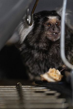 marmoset sits comfortably in its habitat nibbling on a piece of food. Its fluffy fur and curious expression are highlighted as it interacts with its surroundings.の写真素材