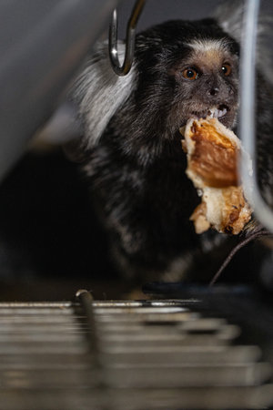 small marmoset is happily eating a food piece with great focus. The scene is set in a warm and inviting location with gentle lighting that enhances the moment.の写真素材