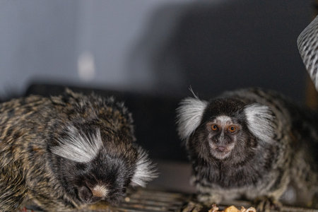 Two marmosets curiously investigate their surroundings in a warm indoor location during the afternoon. Their fluffy fur and lively expressions capture the moment beautifully.の写真素材