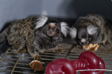 Two marmosets are having fun in their indoor cage. They munch on snacks while exploring their space. The afternoon light gives a warm glow to their playful activity.の写真素材