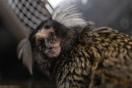 small marmoset is exploring its surroundings with a curious look. Its distinct fur pattern and expressive face are clearly visible as it moves in its habitat.の写真素材