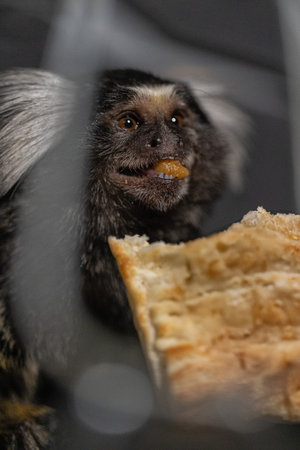small marmoset munches on a piece of bread with a joyful expression. The scene captures the playful nature of this primate as it enjoys its treat in a comfortable setting.の写真素材