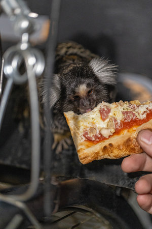 curious marmoset is munching on a slice of pizza held by a human hand. The playful scene captures...