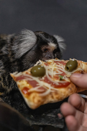 marmoset curiously eats a slice of pizza held by a human. The small primate examines the food ready to enjoy its meal.の写真素材