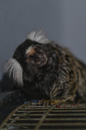marmoset sits atop a small structure tilting its head with curiosity. Soft lighting highlights its distinct features and fuzzy fur. The scene captures the playful nature of this small primate.の写真素材