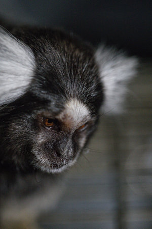marmoset with fluffy white ears and dark fur is captured in a close up showcasing its expressive...