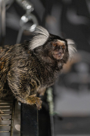 marmoset is seen perched on a railing showcasing its unique fur and inquiring look.の写真素材