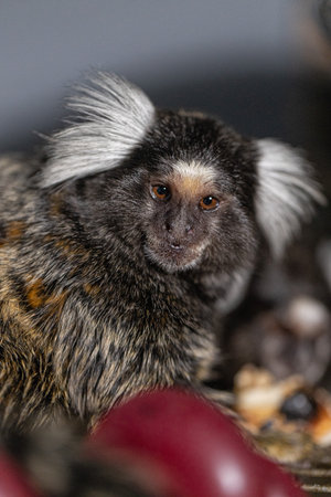 small marmoset with fluffy ears sits calmly looking directly at the viewer. Its surroundings feature an array of colorful fruits creating a lively and engaging scene.の写真素材