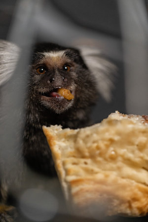 marmoset is happily eating a piece of food in a dimly lit indoor area. Its expressive face shows joy as it savors the snack providing a cute moment of animal behavior.の写真素材