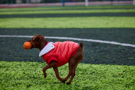lively miniature pinscher runs joyfully across the green turf wearing a red coat and carrying an orange ball in its mouth. This playful scene unfolds on a sunny day in the park.の写真素材