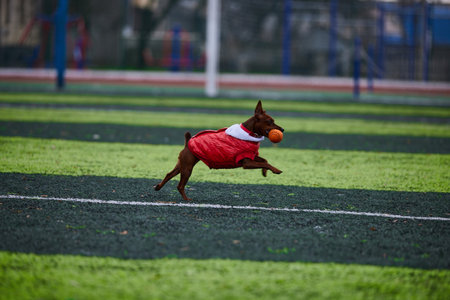 A miniature pinscher wearing a cozy red coat happily chases an orange ball across a lush green athletic field. The scene captures a playful moment filled with energy and excitement.の写真素材