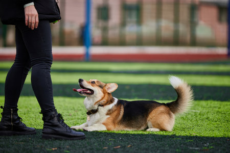 playful corgi lies on the green grass of a park looking up at its owner with excitement. The sun shines brightly creating a joyful atmosphere for their game of fetch.の写真素材