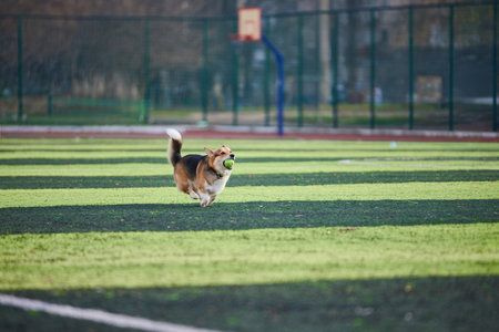 happy corgi runs joyfully across a green field carrying a bright green tennis ball. The sun shines brightly and shadows fall across the grass as it plays.