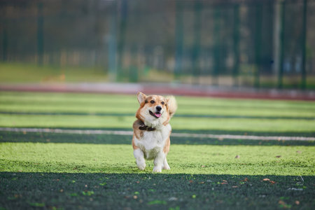 happy corgi runs freely across green grass under clear skies. The dogâs joyful expression shows its excitement and energy as it plays outside.の写真素材