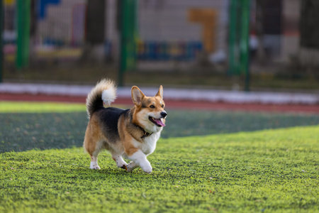 corgi runs energetically across a lush green field in a park. It is a sunny day and the dog seems excited and playful enjoying its time outdoors amid a beautiful setting.の写真素材