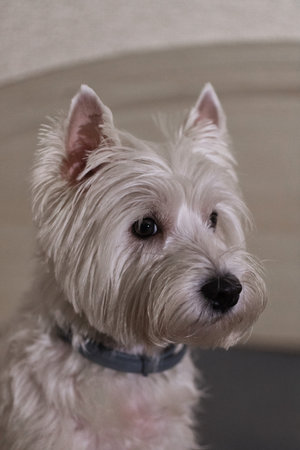 A white terrier is sitting quietly indoors looking attentively toward something off camera. Its fur...