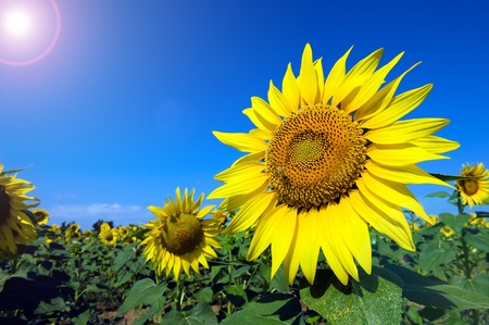 A bee sitting on a sunflower in a sunflowerfield.の写真素材