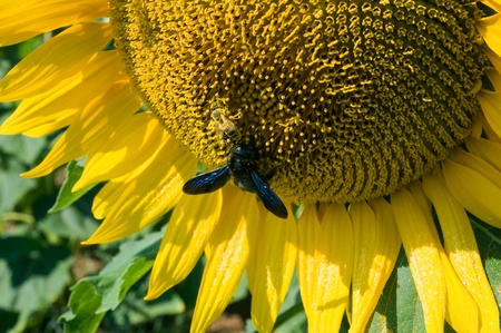 Tw bee's sitting on a sunflower in a sunflowerfield.の写真素材