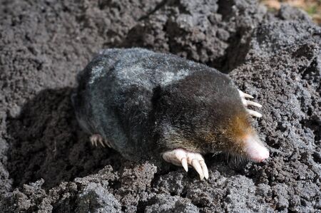 A mole is crawling through the sand