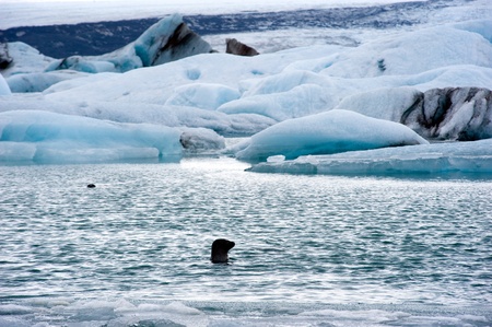 Blue icebergs floating in the jokulsarlon lagoon in Iceland in the winter with two seals swimming on...