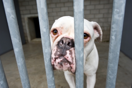 Homeless dog behind bars in an animal shelterの写真素材