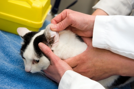 A cat having a check-up in his ear by a veterinarianの写真素材