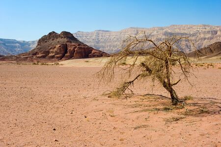 Lonely tree in Timna Park in the southern part of the negev desert in Israelの写真素材