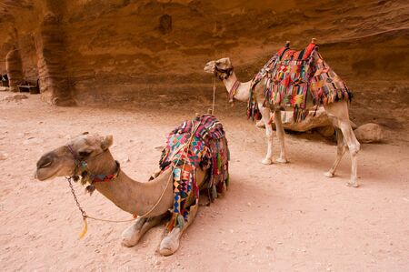 Two dromedary waiting to transport tourists into Petra in Jordanの写真素材
